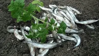 ПРИ ПОСАДКЕ ТОМАТОВ  ДОБАВИТЕ ЭТО В ЛУНКУ И ВСЕ ЛЕТО ЗАБУДЬТЕ О ПОДКОМКАХ!