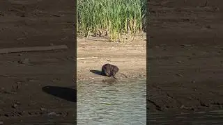 Вот такие бобры 🦫 живут в нашем городе 😦