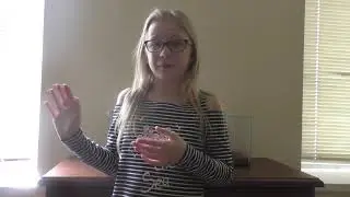 Мои питомцы