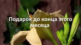 Подарок Женщинам !