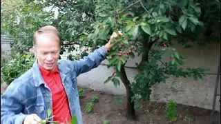 Бикешкин Александр. Белорусские виноградари и садоводы.