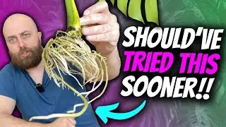 How to Propagate in Water Like a Boss! | Monstera Thai Constellation & Albo Propagation