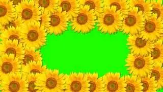 beautiful sunflower animational frame in green screen free stock footage