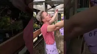 ПЕДРО ПЕДРО ПЕДРО 