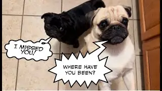 PugMomma a TRAITOR ?