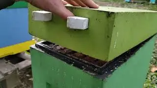 Октябрь расплода почти нет в семьях 