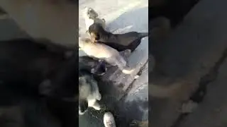 Щенки с заброшенного предприятия