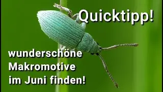 So findest du wunderschöne Makromotive im Juni! - Quicktipp!!