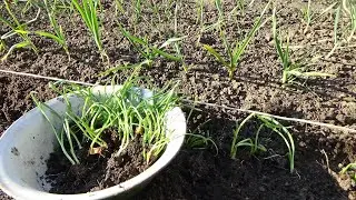 Бесплатный ЛУК - Посадка в открытый грунт. Часть вторая