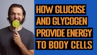 How Glucose And Glycogen Provide Energy To Human Body