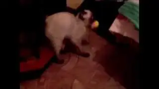 барсик-апорт! не кот а собака