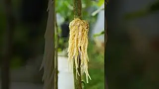 Best method of propagation lemon tree by air layering with tissue paper 
