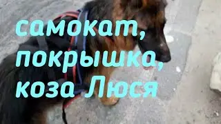 Самокат, покрышка и коза Люся