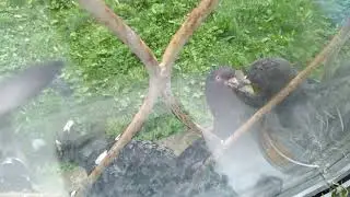Голуби дерутся