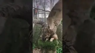 Внимание! Так танцуют совы, когда радуются /