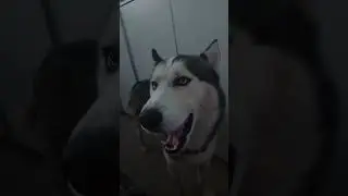 #husky Приставучая