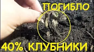😪40% КЛУБНИКИ🍓 ПОГИБЛО😪. ОШИБКА ПРИ ПОСАДКЕ КЛУБНИКИ🍓. МОРОЗ ВЫДАВИЛ КЛУБНИКУ🍓. ГЛАВНОЕ НЕ УНЫВАТЬ.