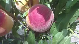 Персик Джейхейвен /Peach Jay Haven/ Сигнальные плоды. Отзыв и видео от питомника Макси Сад.