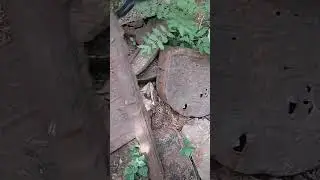 коп прошлых лет