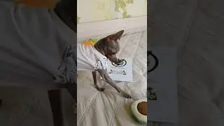 как она понимает, что я говорю? #рубина #собака #питомец #прикол