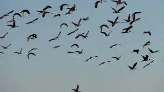 ПЕЛИКАНЫ