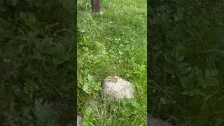 Смотрите до конца и увидите большие 👀 #лягушки #надаче