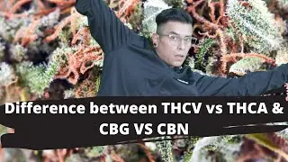 Difference between THCV vs THCA & CBG VS CBN B