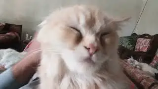 When your cats always behind you 😁 / Funny Cat clips / petsNpeeps