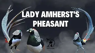 lady amherst pheasant Price in Bangladesh& India- lady amherst pheasant - Pheasant- Pets Paradise