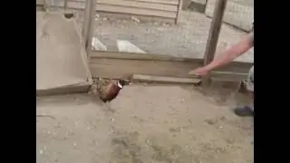 4 августа 2017 г.
