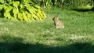 Wild Rabbit In The Distance Runs Up To Me