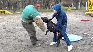 😮The iron jaws of the pit bull firmly gripped the attacker. #GUARDODESSA Training of service dogs.