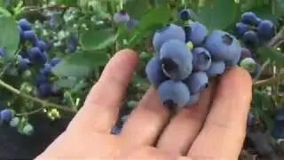 Сорт голубики Эрлиблю (Earliblue). ​. Ранний сорт голубики