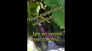 Hıyar toplamaktan yorulursun! İşte en verimli hıyar tohumu: