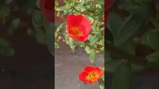 How to Grow A Flower 🌹 Full Timelapse Video Google Pixel Mobile Vlog #newvlog    #plants