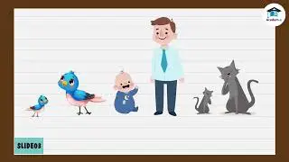 SCIENCE05L02: The Male Reproductive System