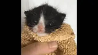 мяу