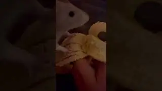 Rats having Banana fun 🍌 #shorts