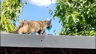 Кошка-воровка получила свое.🙊