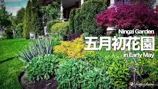 怎样打理花园五月初的花园｜How to take care of the garden in early May