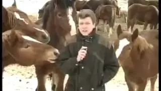 Лошадки надкусывают журналиста