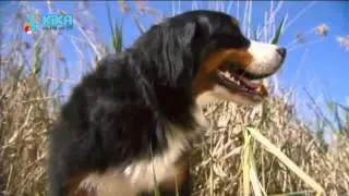 Löwenzähnchen 08 Keks und das kugelrunde Kugelnest