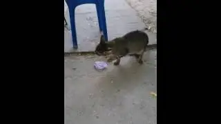 Прикол с котом