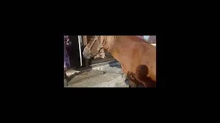 Продажа Кабылы.