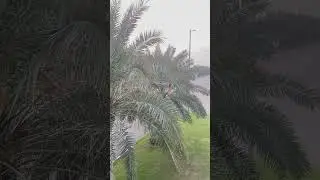Palm Variety of  Anand in Punjab