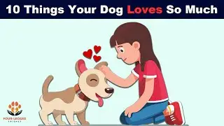10 Things Your Dog Loves So Much