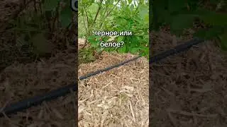 какая мульча лучше для голубики? выбираем по цвету