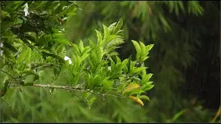 Nature Sounds: Rain Sounds One Hour for Sleeping, Sleep Aid for Everybody  7 hours.