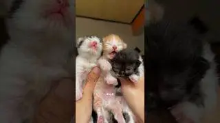 Timelapse Cute Kittens Aged 1 To 100 Days😻 