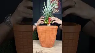 Watermelon + Pineapple Fruit??